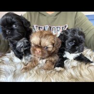 Shih Tzu