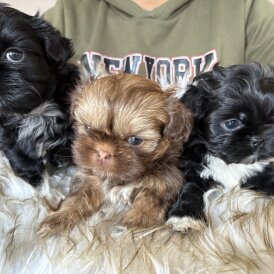 Shih Tzu