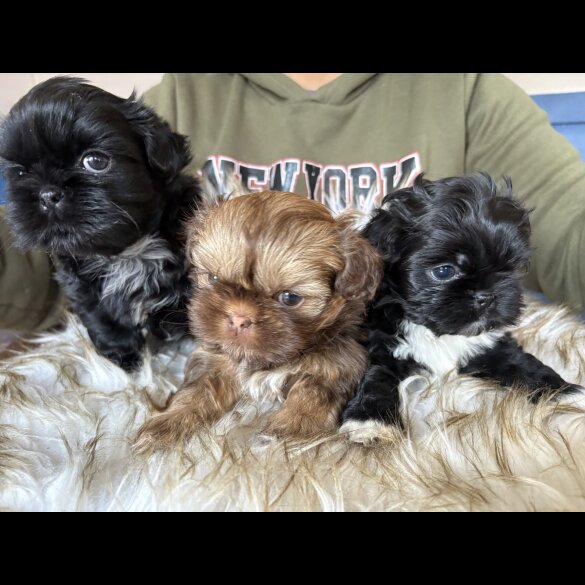 Shih Tzu