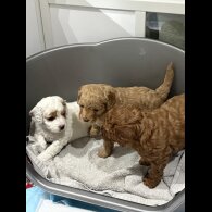 Cavapoo
