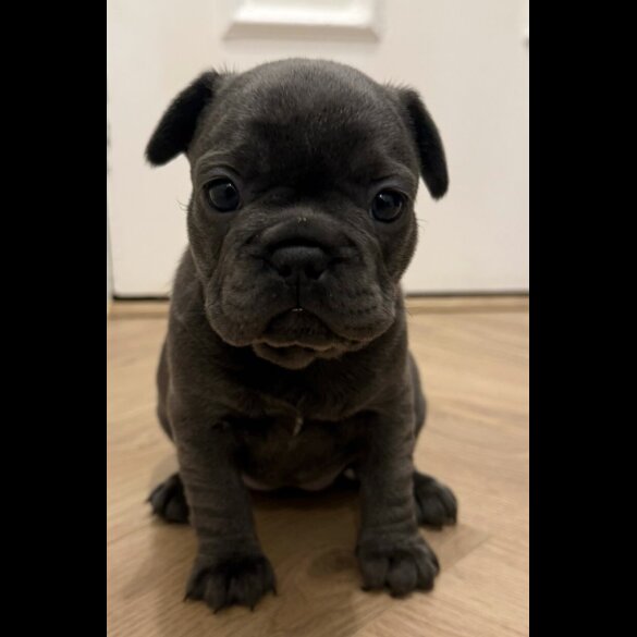 French Bulldog
