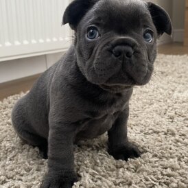 French Bulldog