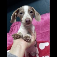 Dachshund (Miniature Smooth Haired)