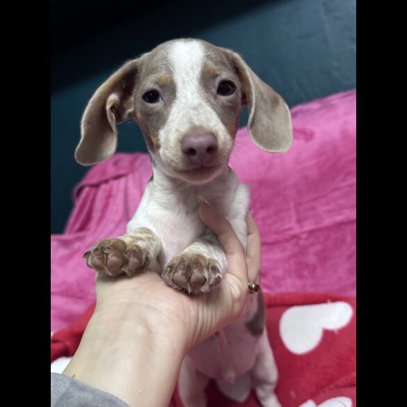 Dachshund (Miniature Smooth Haired)