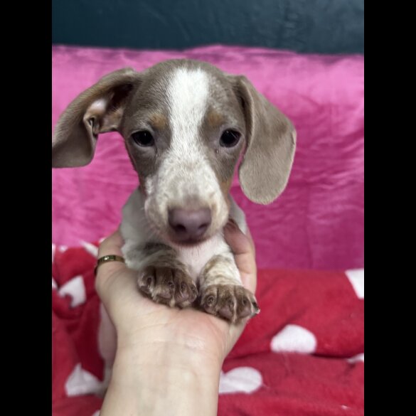 Dachshund (Miniature Smooth Haired)