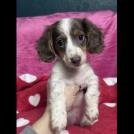 Dachshund (Miniature Smooth Haired)