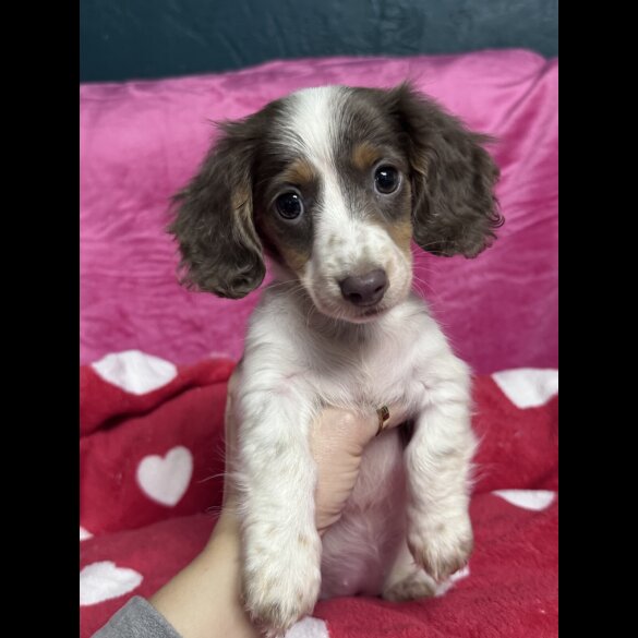 Dachshund (Miniature Smooth Haired)