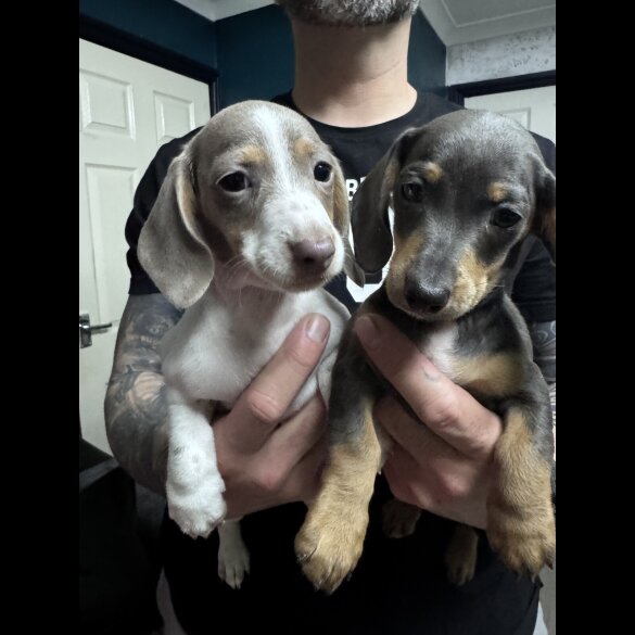 Dachshund (Miniature Smooth Haired)