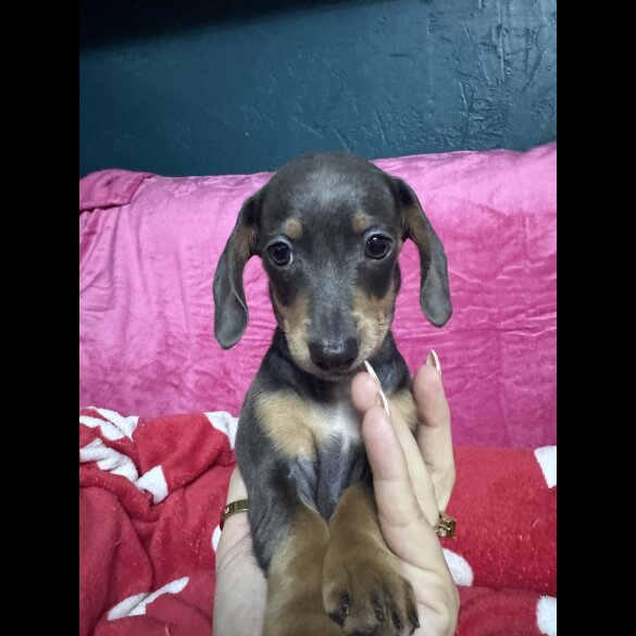 Dachshund (Miniature Smooth Haired)