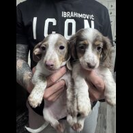 Dachshund (Miniature Smooth Haired)