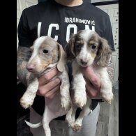 Dachshund (Miniature Smooth Haired)