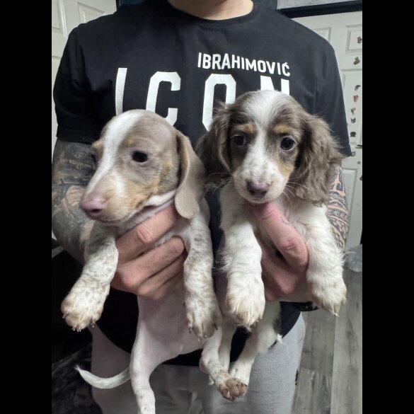 Dachshund (Miniature Smooth Haired)