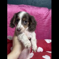 Dachshund (Miniature Smooth Haired)