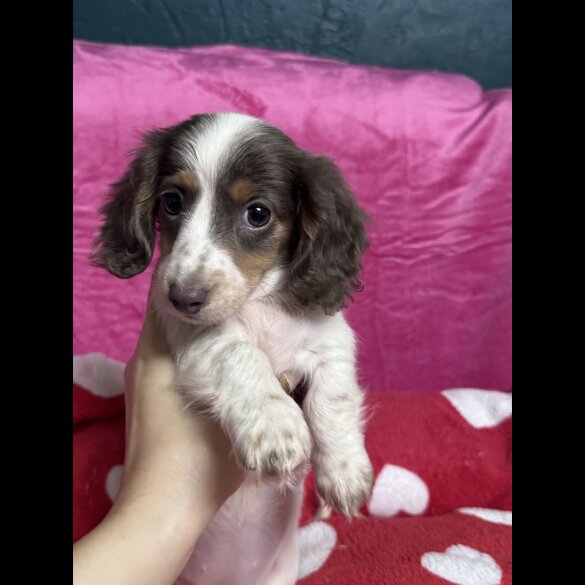 Dachshund (Miniature Smooth Haired)