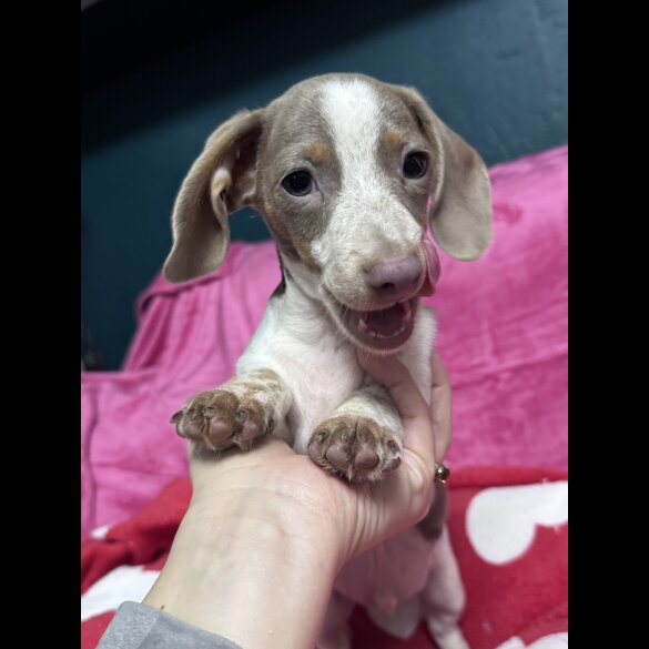 Dachshund (Miniature Smooth Haired)