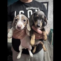 Dachshund (Miniature Smooth Haired)