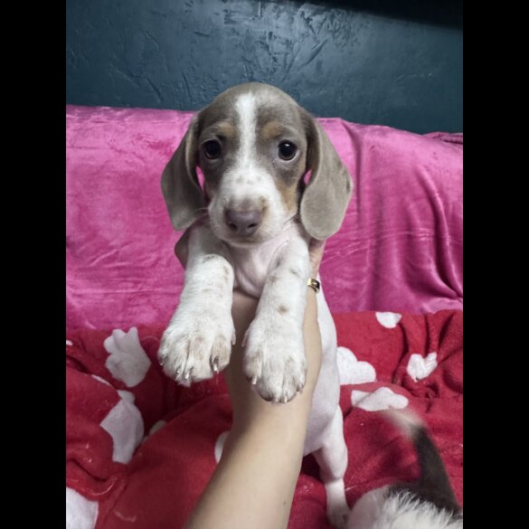 Dachshund (Miniature Smooth Haired)