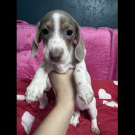 Dachshund (Miniature Smooth Haired)