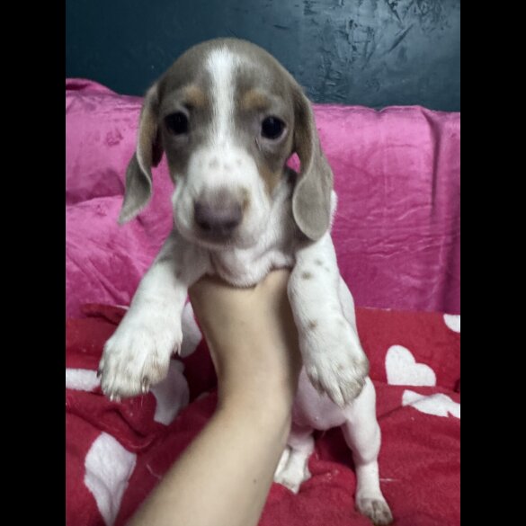 Dachshund (Miniature Smooth Haired)