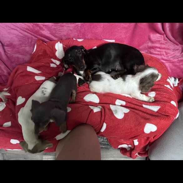 Dachshund (Miniature Smooth Haired)