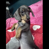 Dachshund (Miniature Smooth Haired)