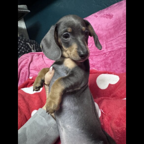 Dachshund (Miniature Smooth Haired)