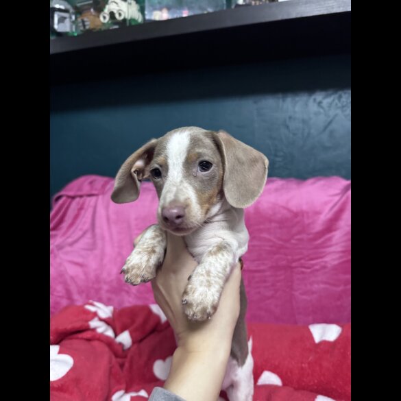 Dachshund (Miniature Smooth Haired)