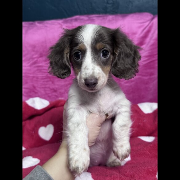 Dachshund (Miniature Smooth Haired)