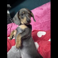 Dachshund (Miniature Smooth Haired)