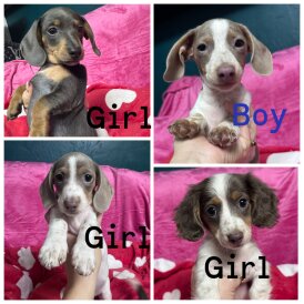 Dachshund (Miniature Smooth Haired)