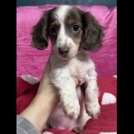 Dachshund (Miniature Smooth Haired)