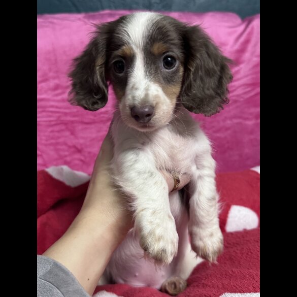 Dachshund (Miniature Smooth Haired)