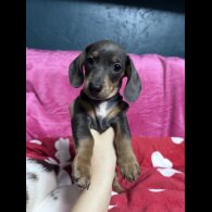 Dachshund (Miniature Smooth Haired)