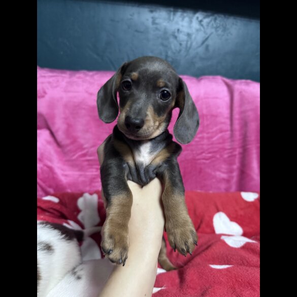 Dachshund (Miniature Smooth Haired)