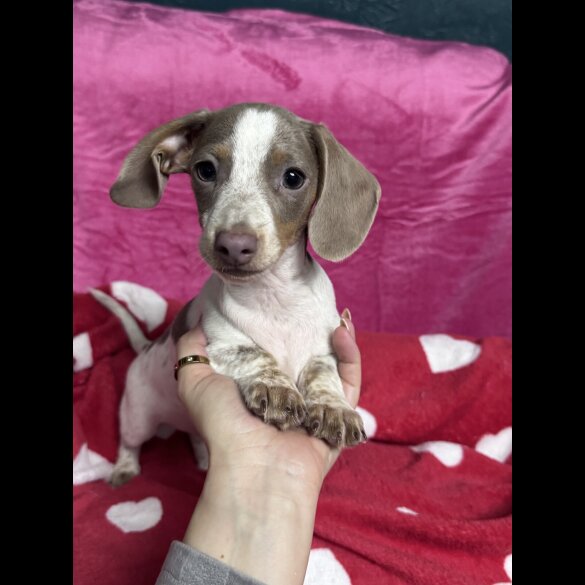 Dachshund (Miniature Smooth Haired)