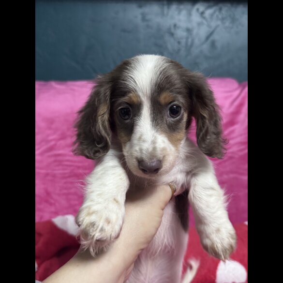 Dachshund (Miniature Smooth Haired)