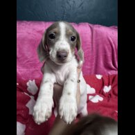 Dachshund (Miniature Smooth Haired)