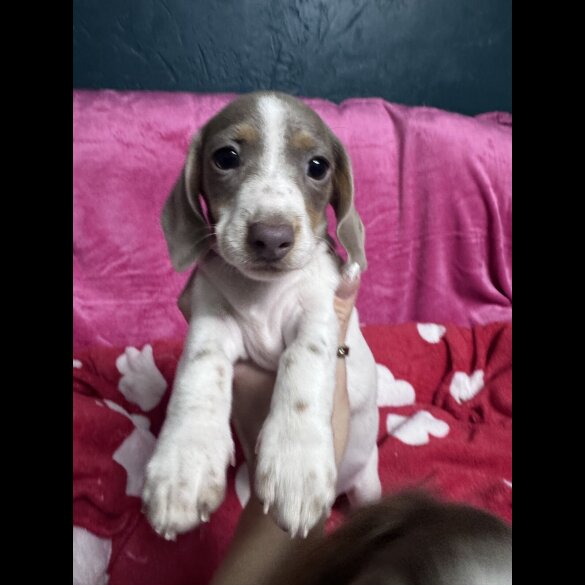 Dachshund (Miniature Smooth Haired)