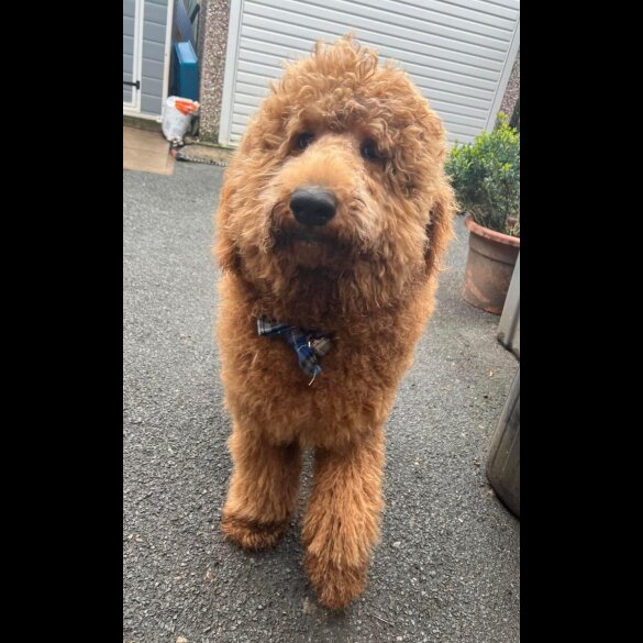 Goldendoodle