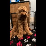 Goldendoodle