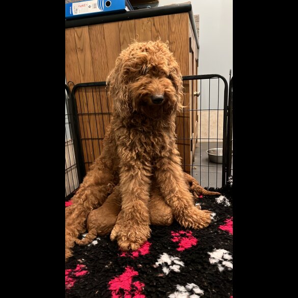 Goldendoodle