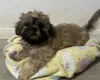 Mixed Breed