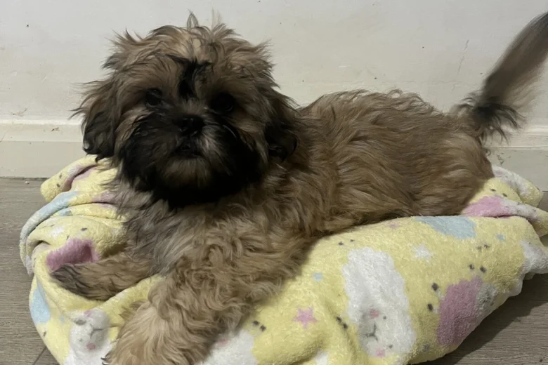 Mixed Breed