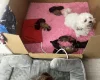 Mixed Breed