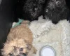 Mixed Breed