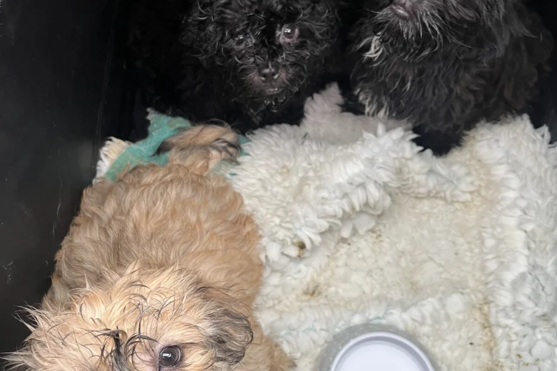 Mixed Breed