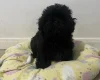 Mixed Breed