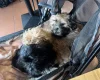 Mixed Breed