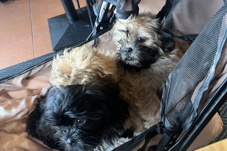 Mixed Breed