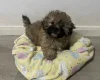 Mixed Breed